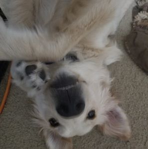 Meet your Posher, Michael